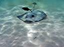 Sting ray in front of Hidden Treasure.