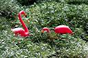 More flamingos.