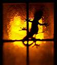 Lizard Lamp.
Gecko inside a porch light.