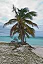 Sad palm tree. It won't be long before the sea takes it.