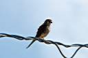 One of our resident kestrels. This is the male of the pair.