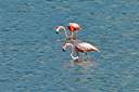 Flamingos in Bones Bight pond.