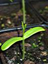 Flamboyant tree seedling, 31 days after planting.