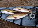 The day's catch of three redfish: 21, 23, and 26½ inches. All three fish were caught on the same fly - the  redfish special spoon fly that I tied.