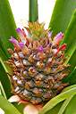 Close-up of the pineapple.  Each lobe on the pineapple was a flower, starting with the purple flowers at the very bottom.  The flowers have worked their way to the top.