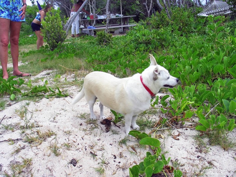 Donatella guarding the beach