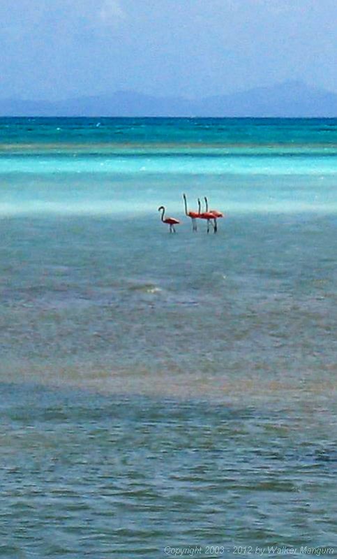 A very rare sight: flamingos in the sea