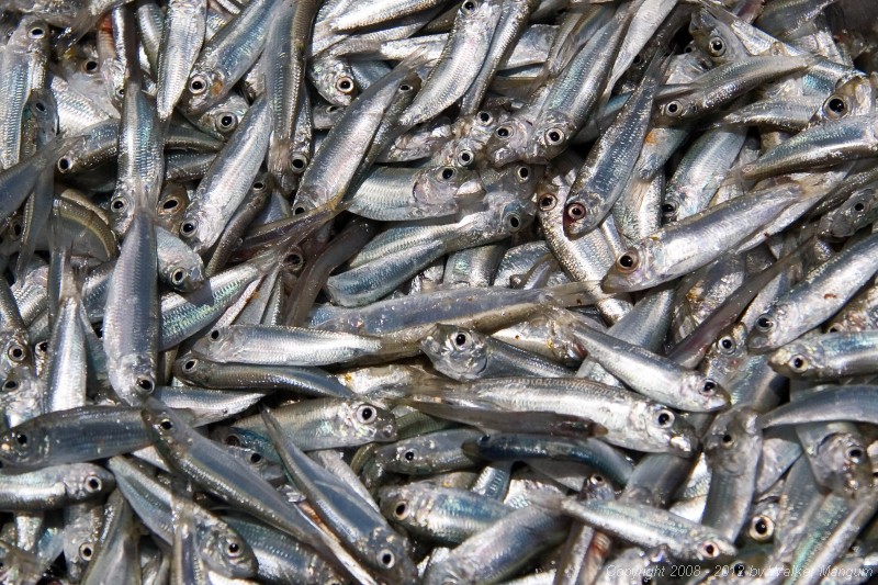 Pilchard (sardine) fry.