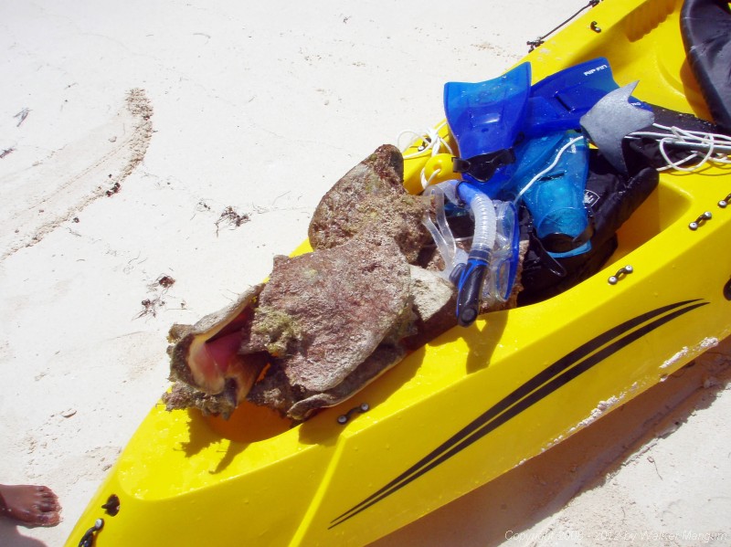 Kayak load of conch for dinner.