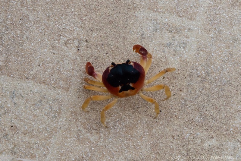 Our pet crab