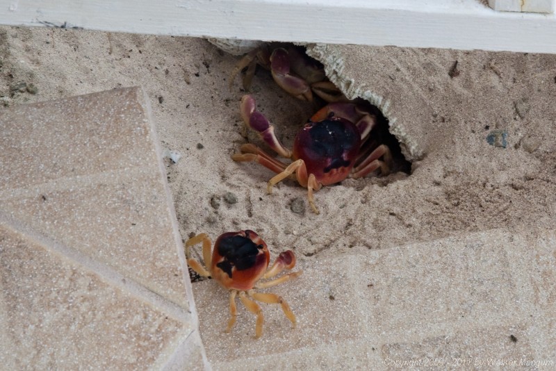 Uhhh... Our pet crab family