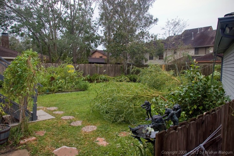 Our back yard after Ike. Minimal damage. Willow and fig trees uprooted.
