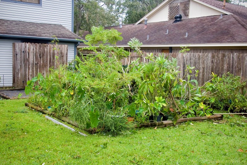 Our back yard after Ike. Minimal damage. Willow and fig trees uprooted.