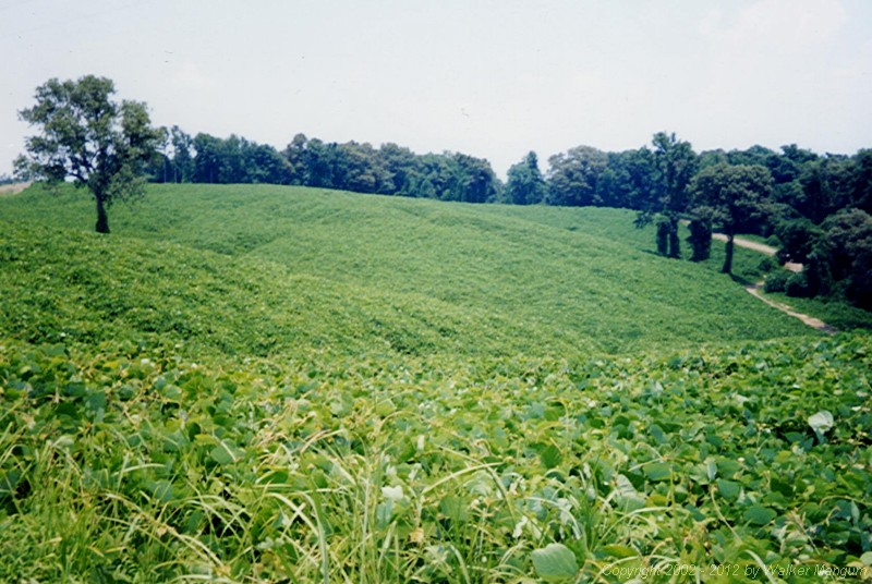 A very large patch of kudzu near Acona, Mississippi.