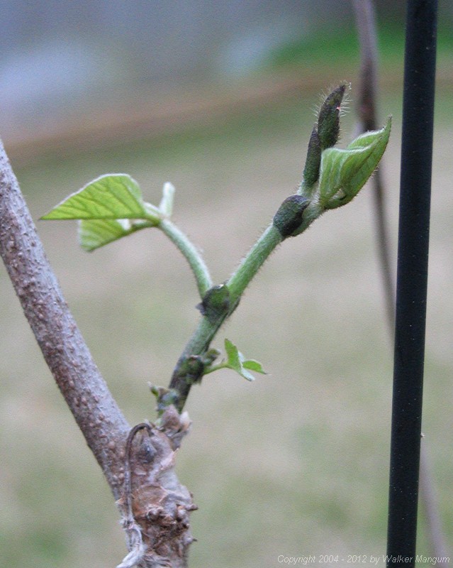 New growth appearing.