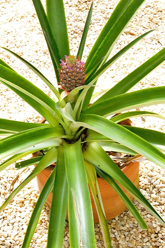 A couple of years ago, I stuck the crown (top) that we cut from a fresh pineapple into a pot.  I just hoped that the plant would grow.  It did -- and it has made a pineapple!