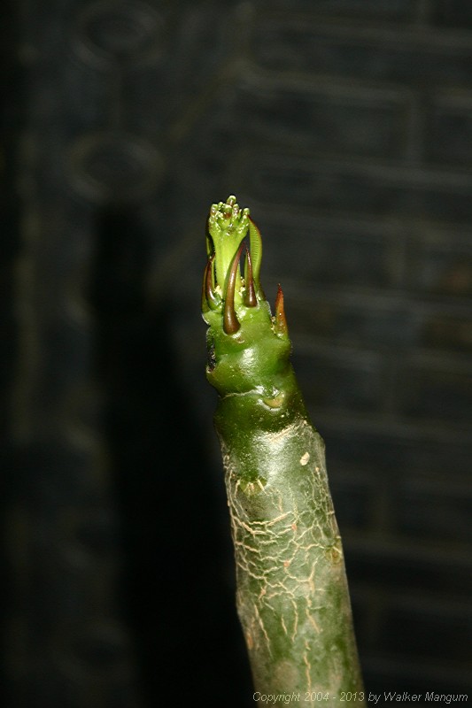 Rooting cutting with inflorescence.