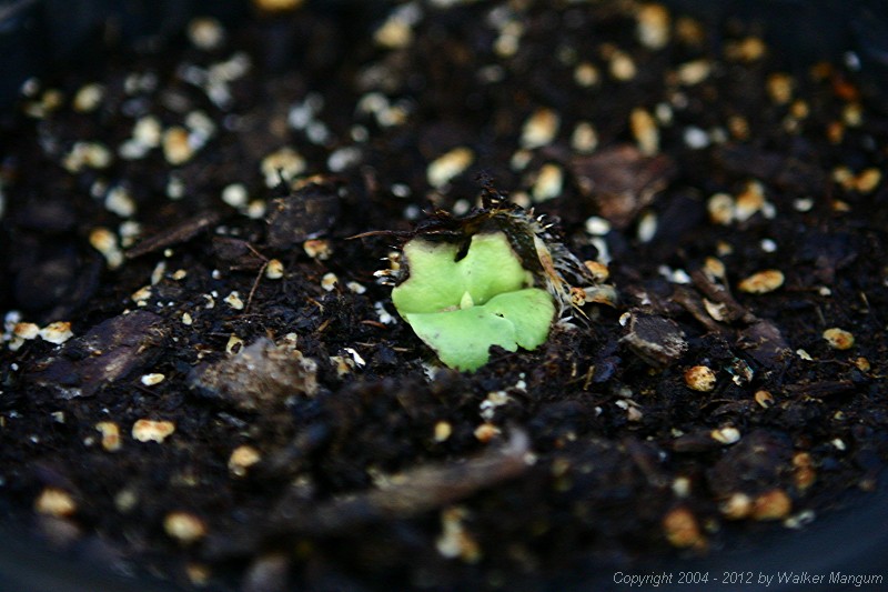 Poui seedling emerging, sixteen days after planting. Seeds given to us by our Anegada friend Shirley Vanessa Walters.