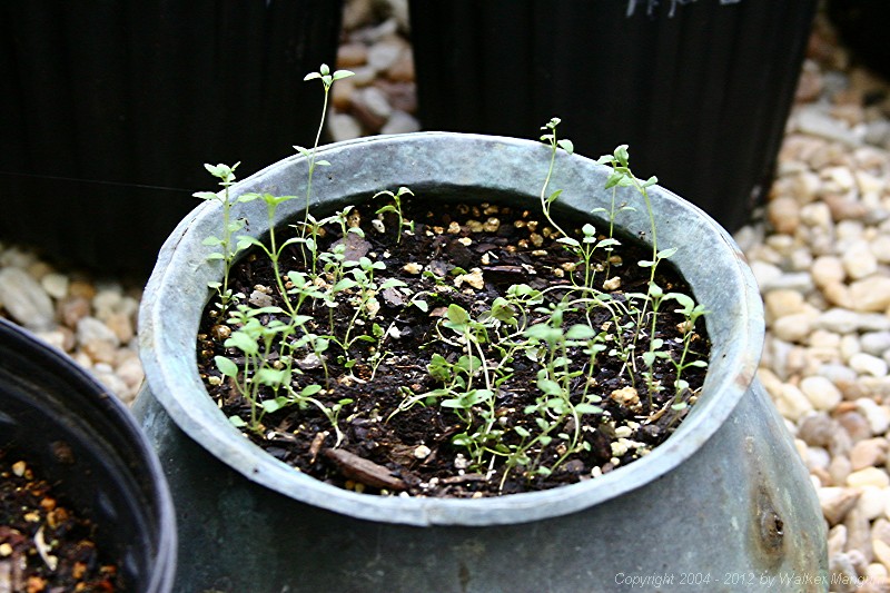 Copper pot with thyme, 33 days after planting.