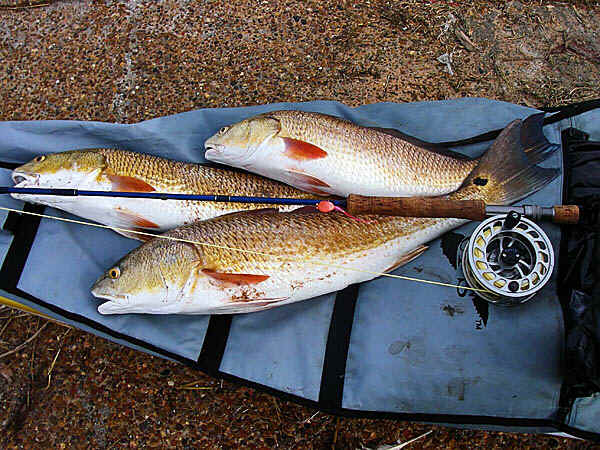 Limit of redfish caught with spoon fly